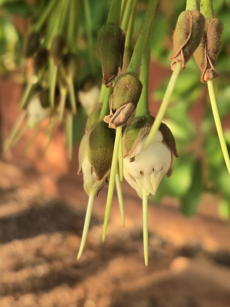 Mahua flowers, the raw material for mahua spirit
