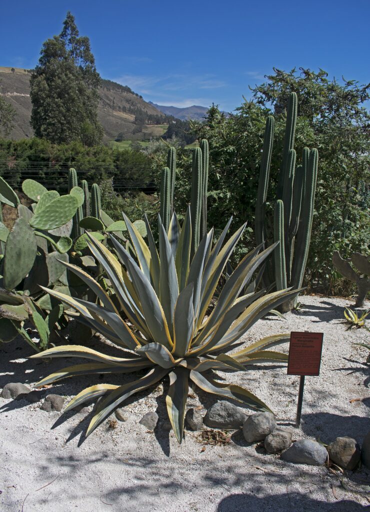Agave americana at Museo Solar in Cayambe, Ecuador