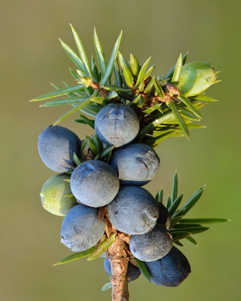 Juniper berries, the defining gin botanical