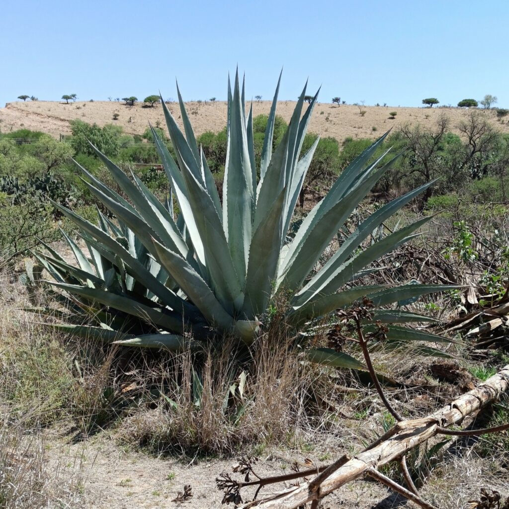 Agave americana, an agave used for fermented sap and distillates