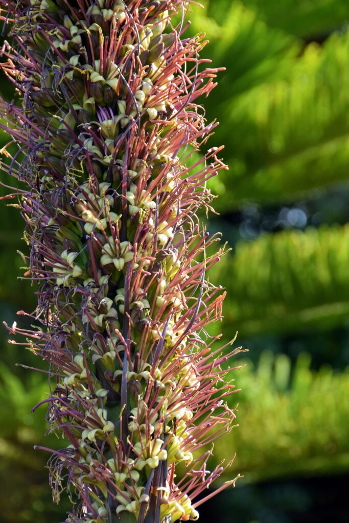 Blue agave flower stalk