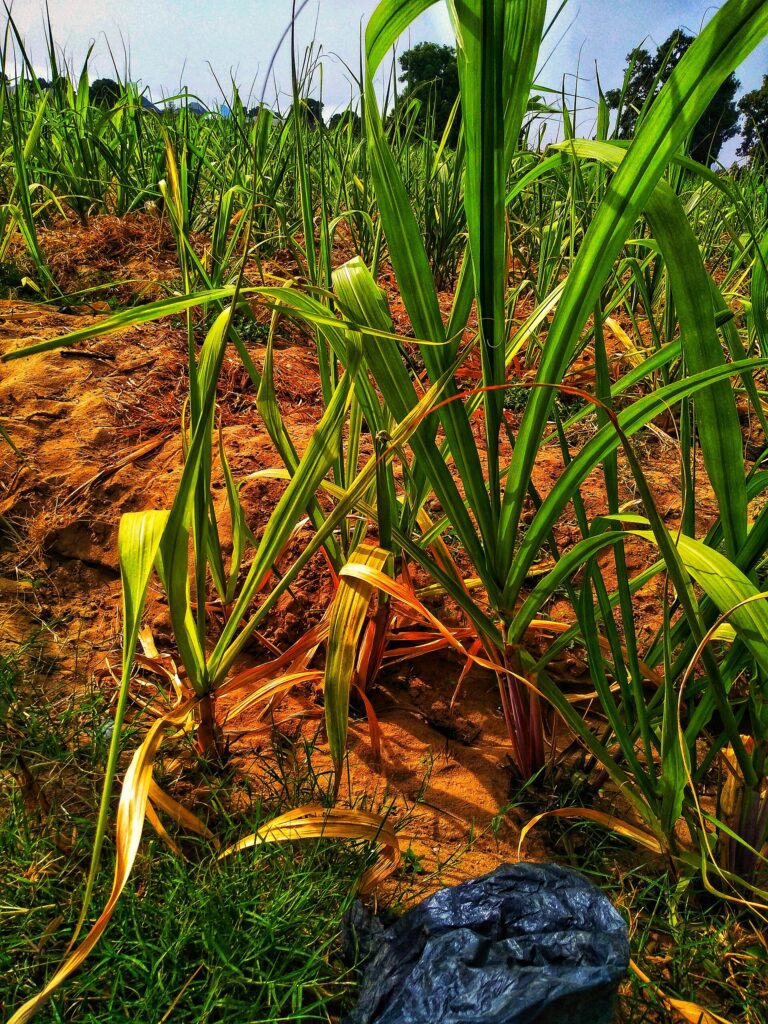Sugarcane growing in a field