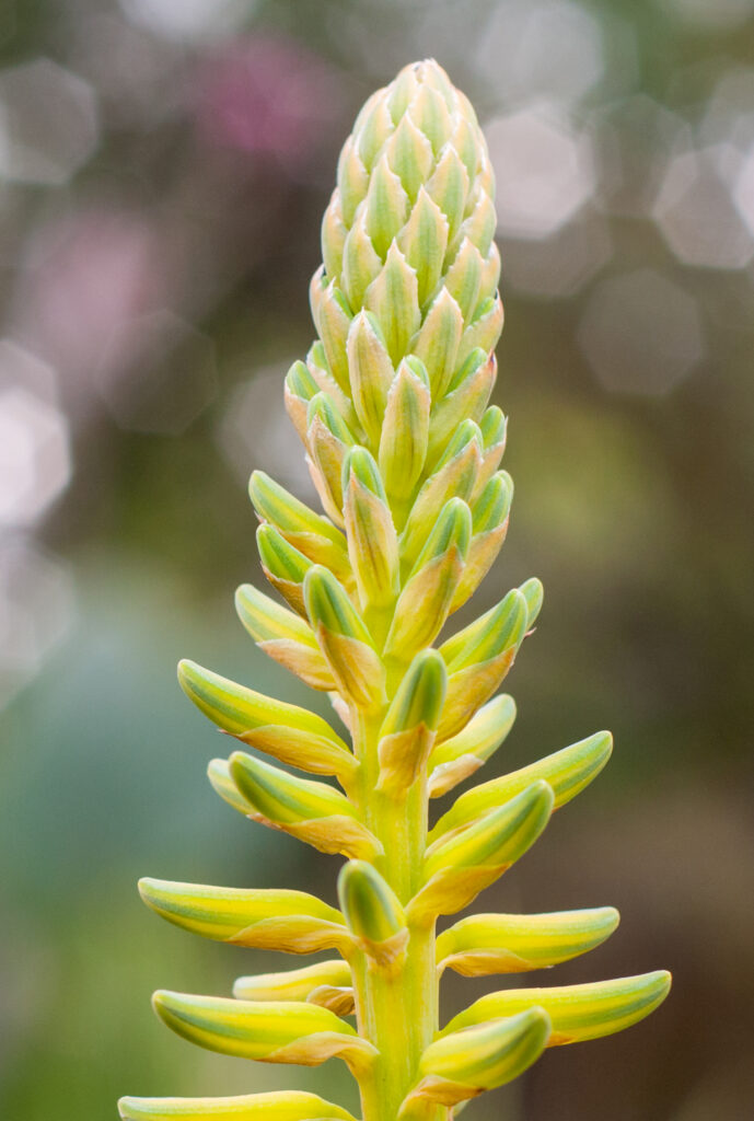Agave cocui flower