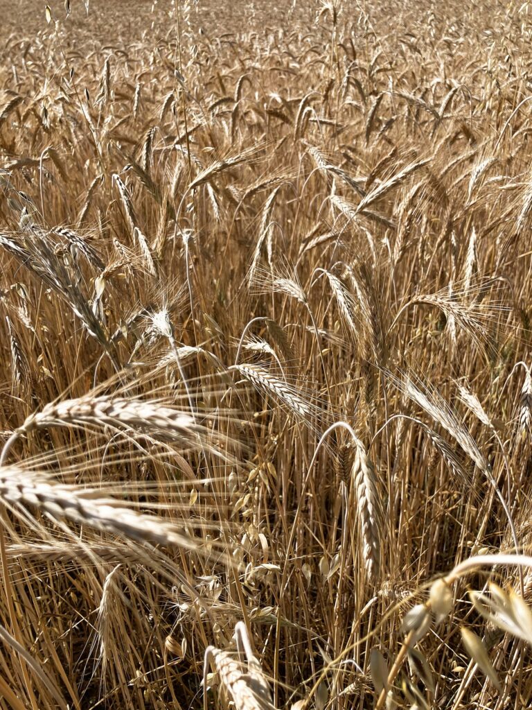 Wheat growing in a field, one grain used in whiskey