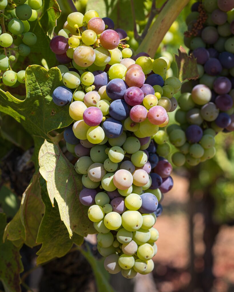 Grapes ripening in a vineyard