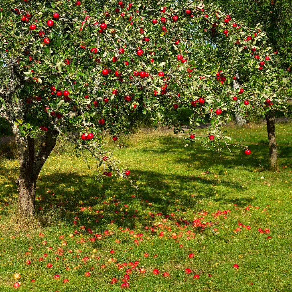 Apples growing in an orchard