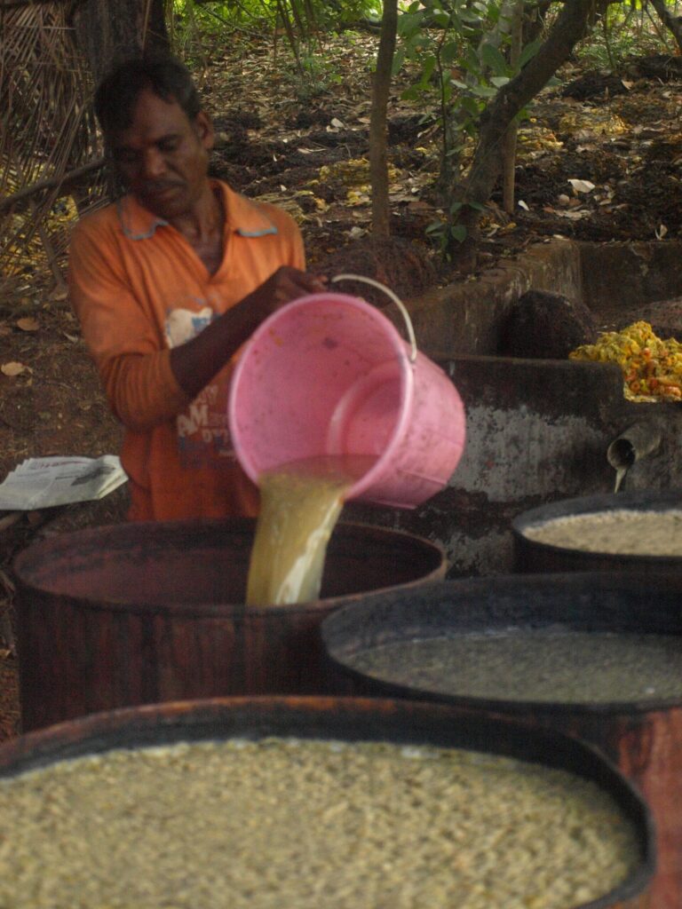 Cashew fruit fermentation in Chorao, Goa